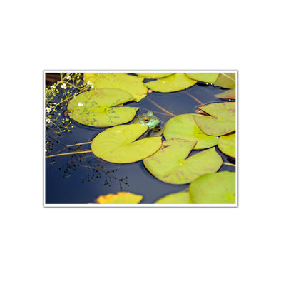 "The Scenic Route: Lily Pads", Unframed Print