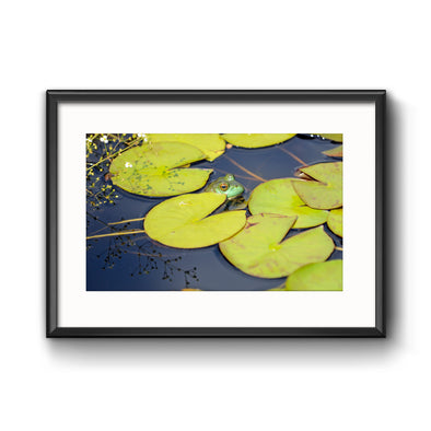 "The Scenic Route: Lily Pads", Framed Print with Mat