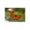 "Migrating Monarch Butterflies", Unframed Photograph by Tom Gralish