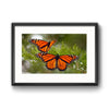 "Migrating Monarch Butterflies", Framed Photograph with Mat by Tom Gralish