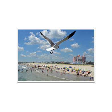 "Ocean City Swoop" Seagull Photograph Unframed by Tom Gralish