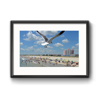 "Ocean City Swoop" Seagull Photograph Framed with Mat by Tom Gralish