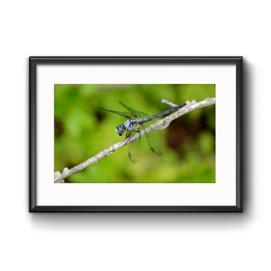 "The Scenic Route: Dragonfly", Framed Print with Mat