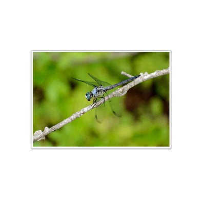 "The Scenic Route: Dragonfly", Unframed Print