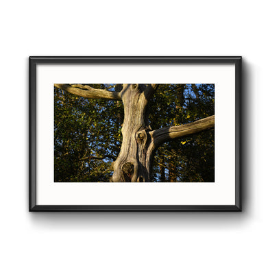 "Stone Harbor Tree", Framed Print with Mat
